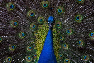 Proud male Asian peacock shows his plumage