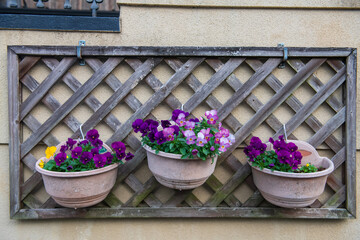 Pansee flowers hanging for decorations on wall, Kyoto