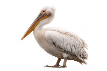 A white pelican with a long beak standing against a black background in a side view shot