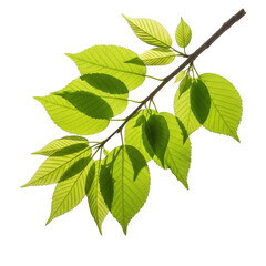 Naklejka premium Fresh green leaves on a branch with sunlight shining through isolated on transparent background