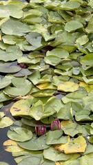  pink water lily buds among green lily pads in calm pond water for nature background or botanical...