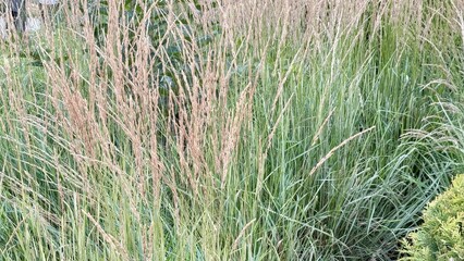  tall ornamental grass with golden seed heads and lush green blades in summer garden landscape,...