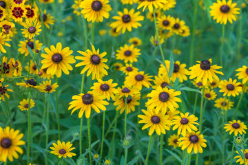 Field of Beautiful Yellow Rudbeckia Coneflowers with a Green Background