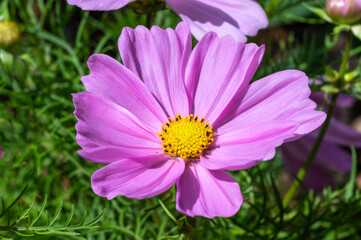 Cosmea Schmuckkörbchen Blüte