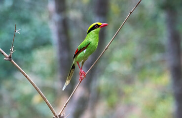 A Common Green Magpie perched on top of a small twig of a bamboo tree on the outskirts of Darjeeling, West Bengal