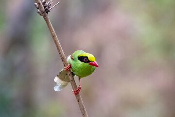 A Common Green Magpie perched on top of a small twig of a bamboo tree on the outskirts of Darjeeling, West Bengal