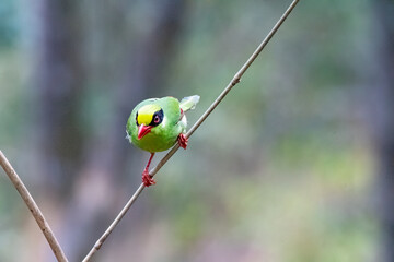 A Common Green Magpie perched on top of a small twig of a bamboo tree on the outskirts of Darjeeling, West Bengal