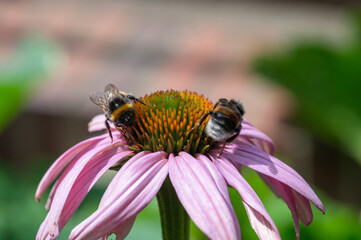 Sonnenhut Blüte mit Hummeln