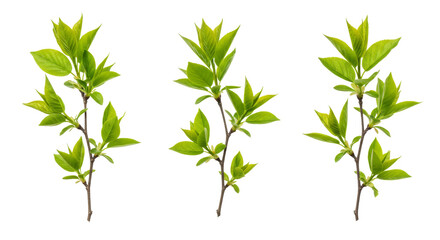 Fototapeta premium Green Plant Branches Isolated on White Background