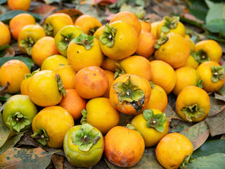 Persimmon on a branch