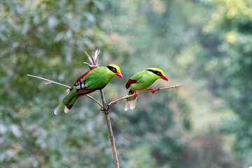 A Common Green Magpie perched on a twig of Bamboo tree on the outskirts of Darjeeling, West Bengal