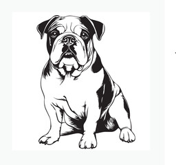 french bulldog puppy