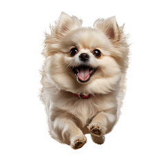 Element Isolated Transparent Happy fluffy dog jumping in joy. PNG DIE-CUT for advertising