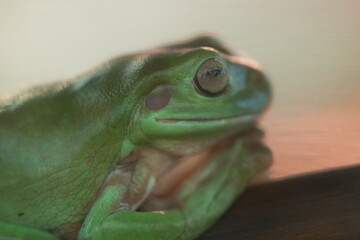Litoria caerulea: Australia’s Iconic Green Tree Frog