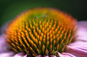 Sonnenhut Echinacea Blüte
