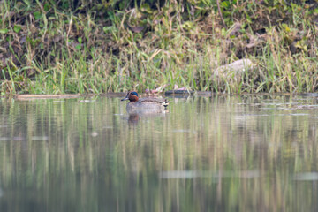 A male northern shoveler bird swimming in the marshy waters of Gajoldoba bird sanctuary in West Bengal