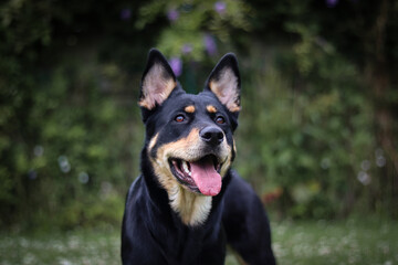 Chien dehors noir et feu