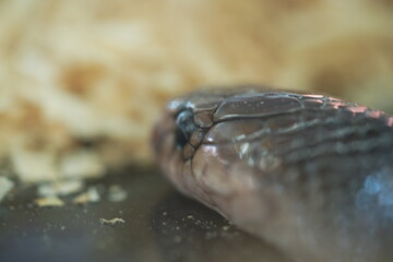 Naja sputatrix: The Venom-Spitting Cobra of Southeast Asia