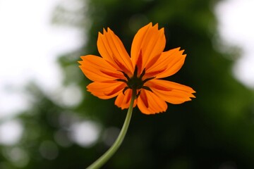 Backlit Orange Cosmos Flower with Soft Bokeh Background in Natural Garden Setting, Minimalist Botanical Concept