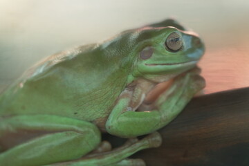 Litoria caerulea: Australia’s Iconic Green Tree Frog