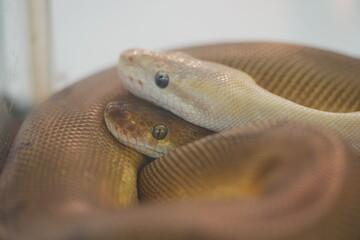 Olive Python: Australia’s Powerful Non-Venomous Giant