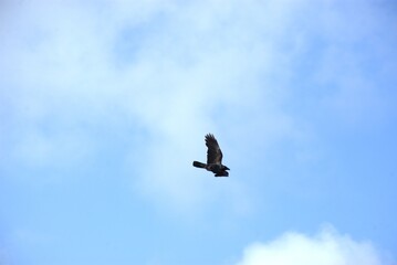 Bird of prey mid-flight against blue sky with clouds
