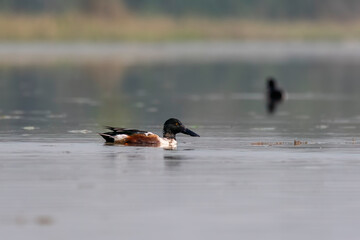 A male northern shoveler bird swimming in the marshy waters of Gajoldoba bird sanctuary in West Bengal