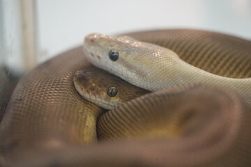 Olive Python: Australia’s Powerful Non-Venomous Giant