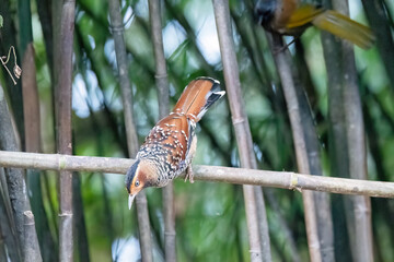 A spotted laughingthrush perched on top of a tree branch on the foothills of Tiger hill on the outskirts of Darjeeling, West Bengal