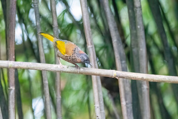 A chestnut crowned laughingthrush perched on a tree branch on the outskirts of Darjeeling, West Bengal