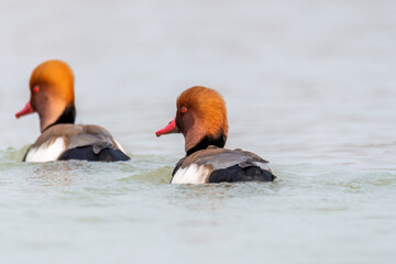 A red crested pochard swimming in the marshy waters inside Gajoldoba bird sanctuary in West Bengal