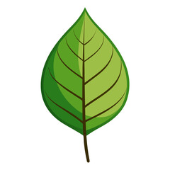 green leaf isolated on white
