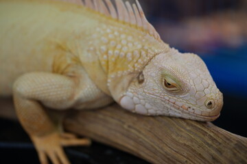 Albino Green Iguana: A Rare Beauty Among Reptiles
