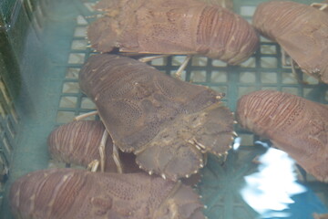 Slipper Lobster: Flat-Bodied Delicacy of the Ocean Floor