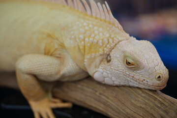 Albino Green Iguana: A Rare Beauty Among Reptiles