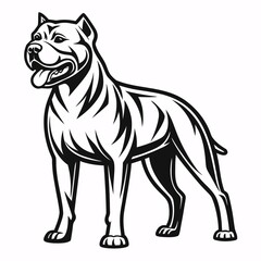Fototapeta premium Powerful muscular dog standing alert canine pit bull