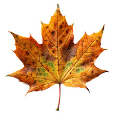Obraz premium Maple Leaf, Realistic Fern Leaf PNG, Tree Leaf, Flat vector maple leaf, autumn maple leaf, Flat Botanical Leaf PNG, Photoreal maple leaf