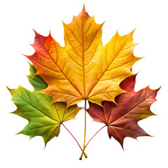 Fototapeta premium Maple Leaf, Realistic Fern Leaf PNG, Tree Leaf, Flat vector maple leaf, autumn maple leaf, Flat Botanical Leaf PNG, Photoreal maple leaf