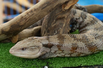 Eastern Blue-tongued Skink: Australia’s Calm-Scaled Lizard