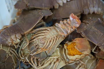 Slipper Lobster: Flat-Bodied Delicacy of the Ocean Floor