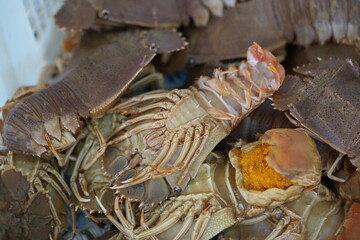 Slipper Lobster: Flat-Bodied Delicacy of the Ocean Floor