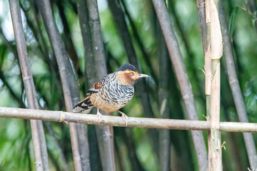 A spotted laughingthrush perched on top of a tree branch on the foothills of Tiger hill on the outskirts of Darjeeling, West Bengal