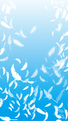 白い鳥の羽がふわふわと舞う（16:9）縦2 Feather Series:Many white bird feathers fluttering