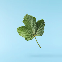 Fresh green Black Currant leaves falling in the air isolated on blue background