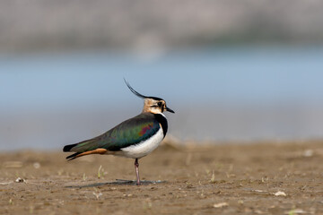 A Northern Lapwing wading through marshy land inside Gajoldoba bird sanctuary in West Bengal