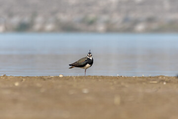 A Northern Lapwing wading through marshy land inside Gajoldoba bird sanctuary in West Bengal
