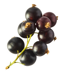 Fresh Ripe Black Currant berries falling in the air isolated on white background