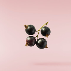 Fresh Ripe Black Currant berries falling in the air isolated on pink background
