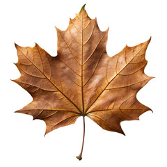 Fototapeta premium Maple Leaf, Realistic Fern Leaf PNG, Tree Leaf, Flat vector maple leaf, autumn maple leaf, Flat Botanical Leaf PNG, Photoreal maple leaf