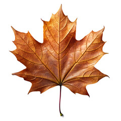 Obraz premium Maple Leaf, Realistic Fern Leaf PNG, Tree Leaf, Flat vector maple leaf, autumn maple leaf, Flat Botanical Leaf PNG, Photoreal maple leaf